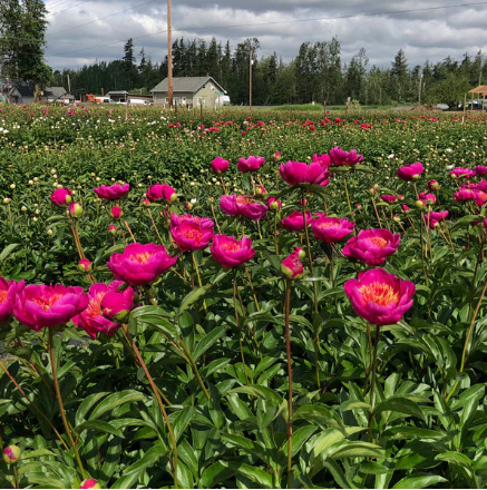 Leslie Peck | Simply Peonies